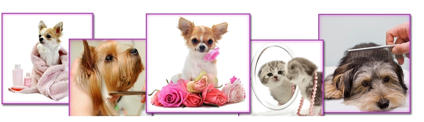 Peluqueria canina en Dénia